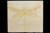 Fossil Dragonfly (Cymatophlebia) - Solnhofen Limestone #150255-1